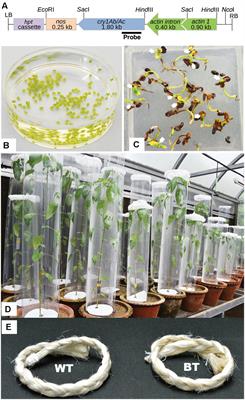 Bt Jute Expressing Fused δ-Endotoxin Cry1Ab/Ac for Resistance to Lepidopteran Pests